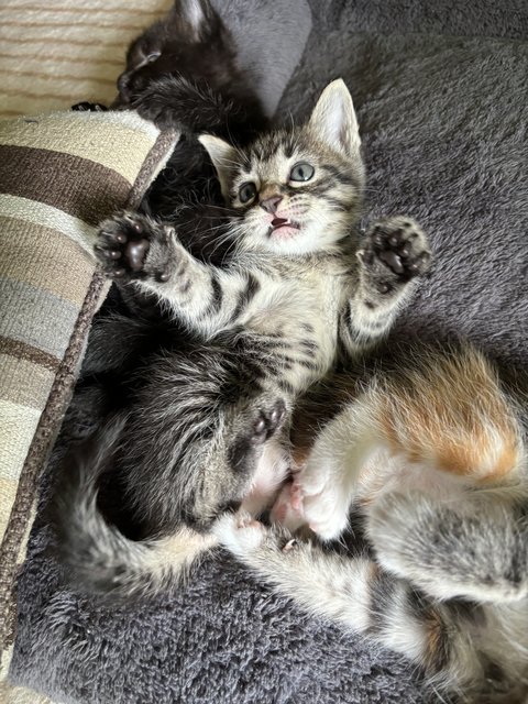 Stella - Maine Coon + Domestic Short Hair Cat