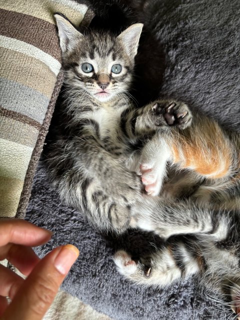 Stella - Maine Coon + Domestic Short Hair Cat