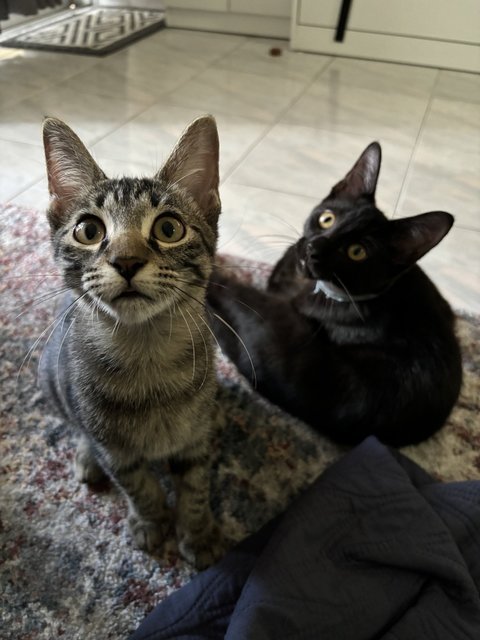 Stella - Maine Coon + Domestic Short Hair Cat