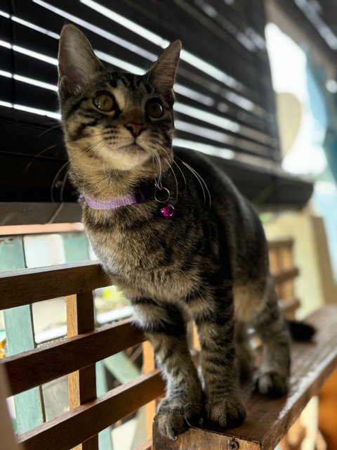 Stella - Maine Coon + Domestic Short Hair Cat