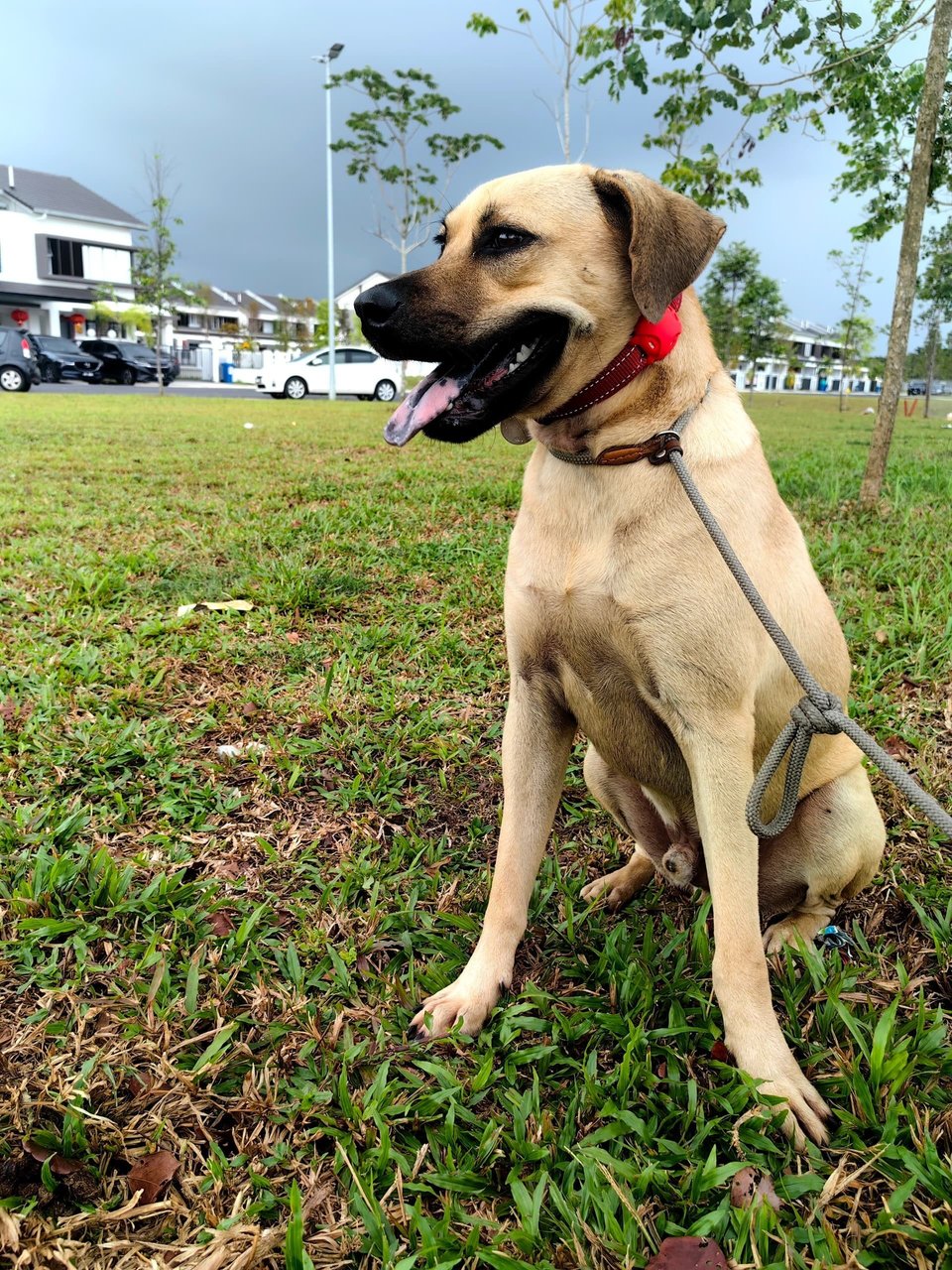 Milo - Mixed Breed Dog