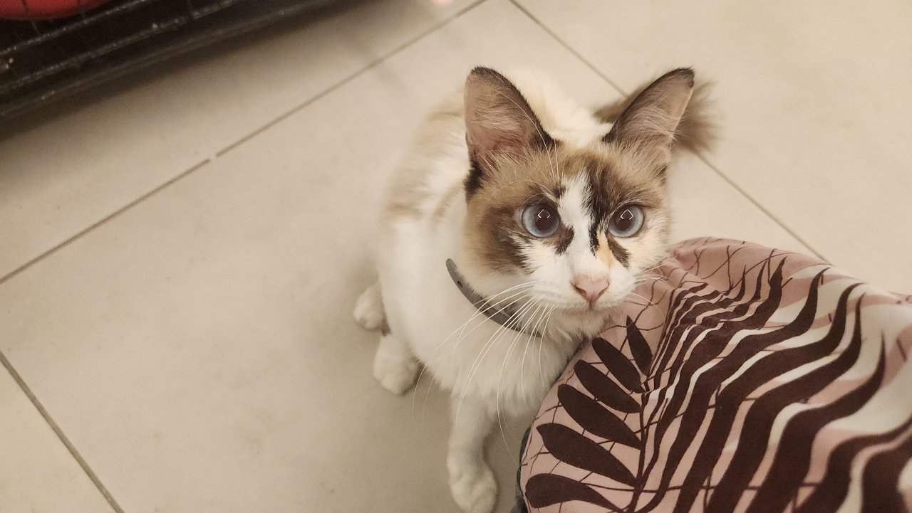 Kiki Snowshoe Ragdoll - Snowshoe + Ragdoll Cat