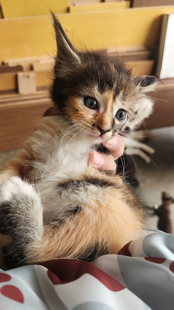 Smoky Calico - Calico + Siamese Cat