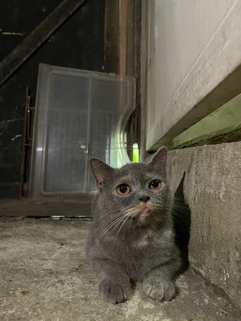 Ci Ci Ci - British Shorthair Cat