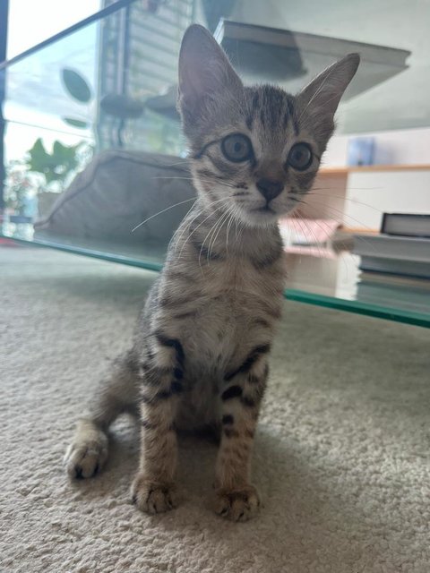 Roti Canai - Domestic Short Hair Cat