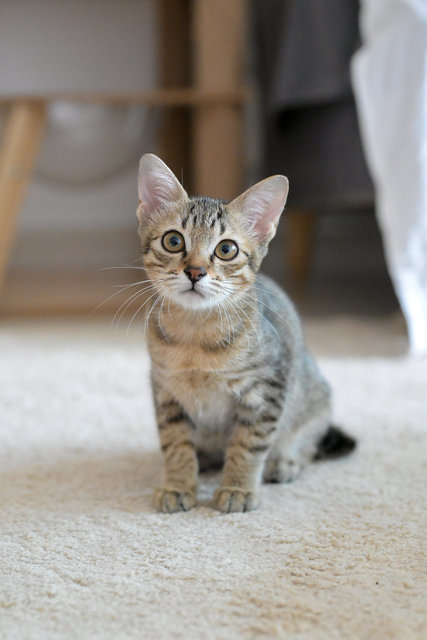 Roti Canai - Domestic Short Hair Cat