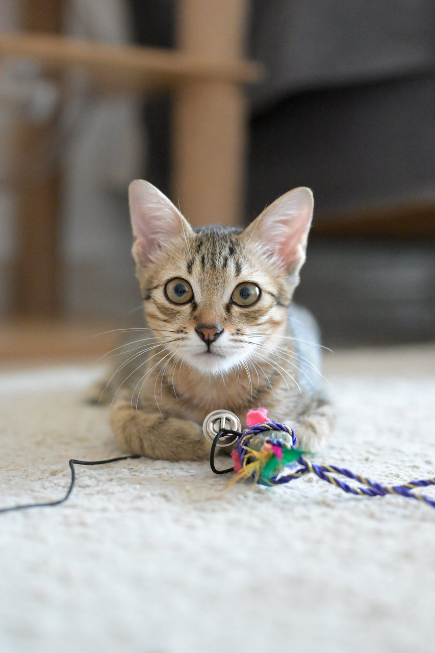 Roti Canai - Domestic Short Hair Cat