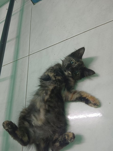 小玳瑁 - Domestic Medium Hair Cat