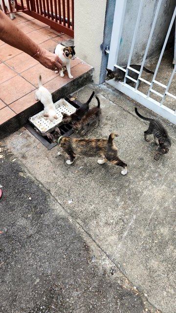 Tabby And Siamese Kitty - Tabby + Siamese Cat