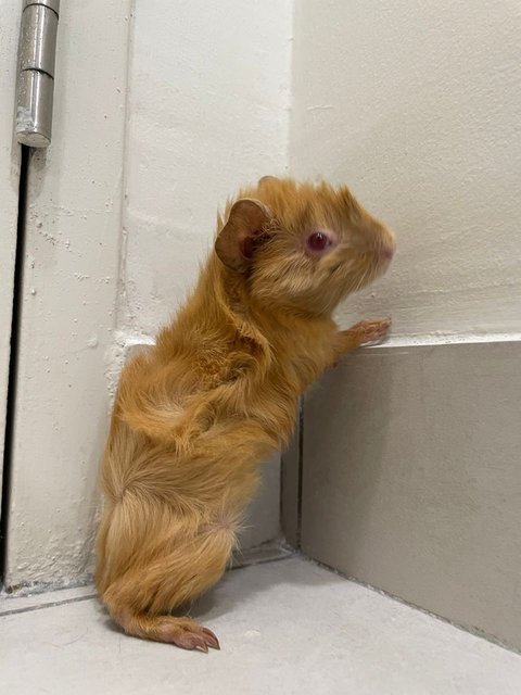 Gold Bear - Guinea Pig Small & Furry