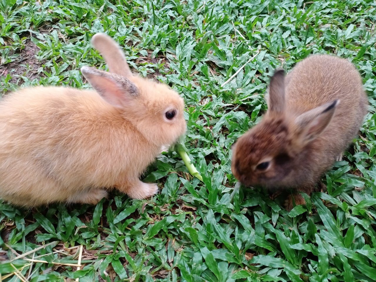 Cookie &amp; Oreo - Dwarf + Lionhead Rabbit