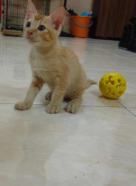 Adik (Ipoh, Perak) - Domestic Short Hair Cat