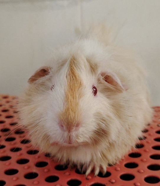 Guinea Pigs - Guinea Pig Small & Furry