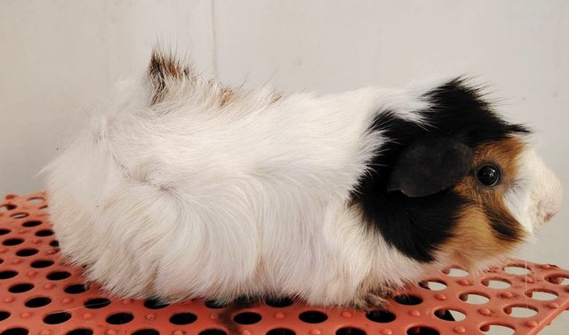 Guinea Pigs - Guinea Pig Small & Furry