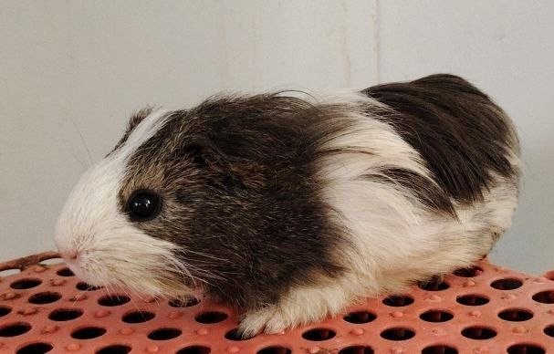 Guinea Pigs - Guinea Pig Small & Furry