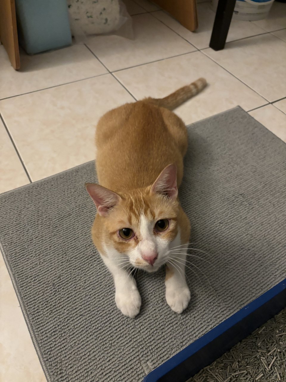 Abdul (Stray) - Domestic Short Hair Cat