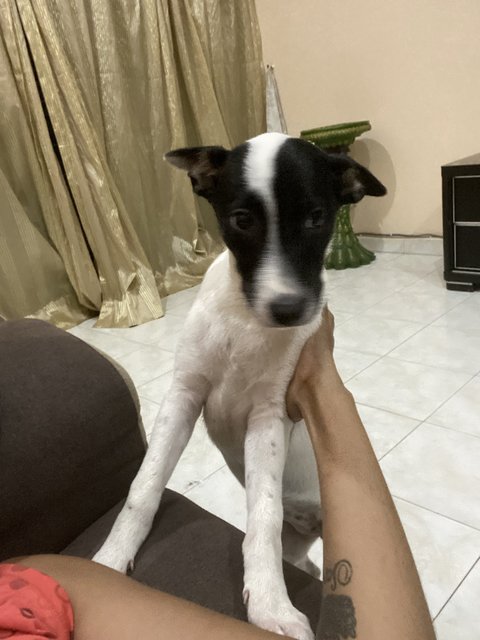 Momoo - Mixed Breed Dog