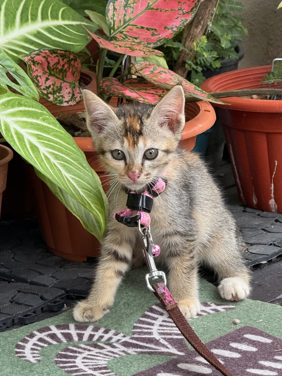 Maple - Domestic Short Hair + Calico Cat