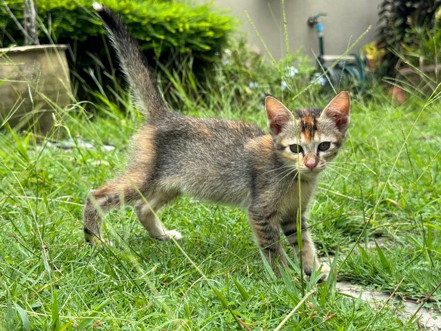 Maple - Domestic Short Hair + Calico Cat