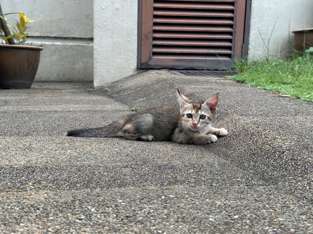 Maple - Domestic Short Hair + Calico Cat