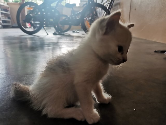 Kelabu (Mother), Kitty  - Calico Cat