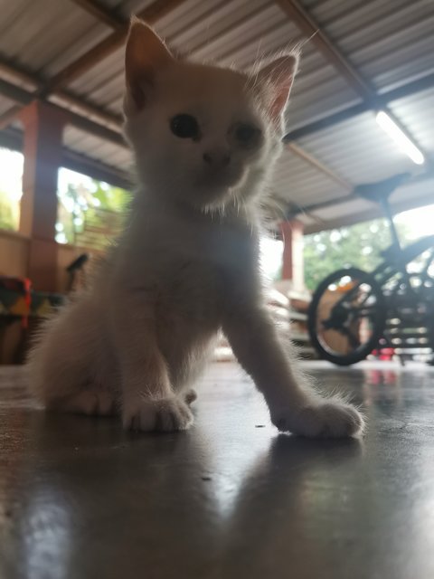 Kelabu (Mother), Kitty  - Calico Cat