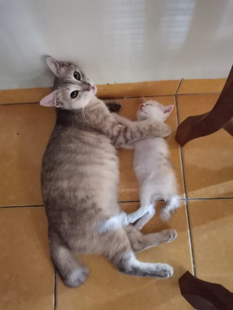 Kelabu (Mother), Kitty  - Calico Cat