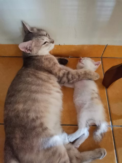 Kelabu (Mother), Kitty  - Calico Cat