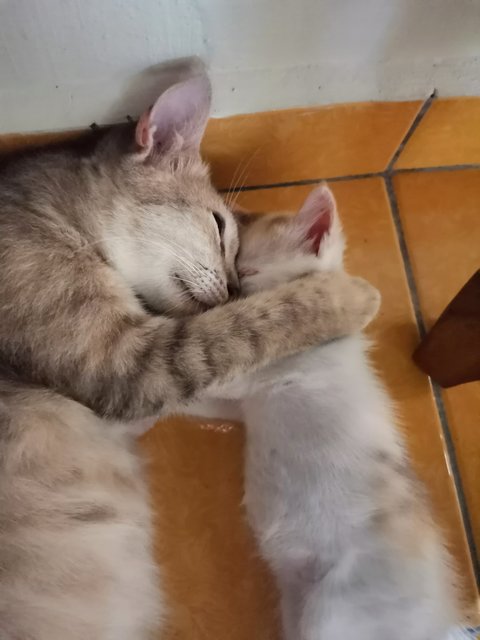 Kelabu (Mother), Kitty  - Calico Cat