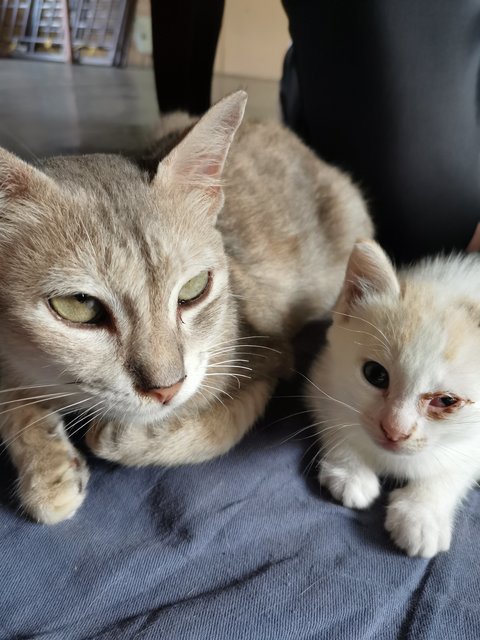 Kelabu (Mother), Kitty  - Calico Cat