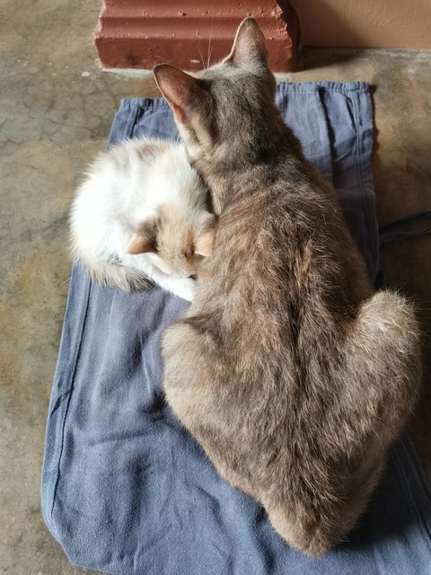 Kelabu (Mother), Kitty  - Calico Cat