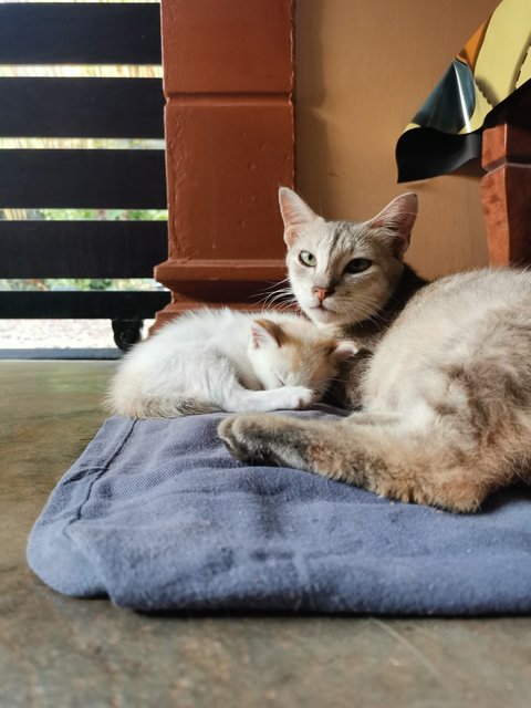 Kelabu (Mother), Kitty  - Calico Cat