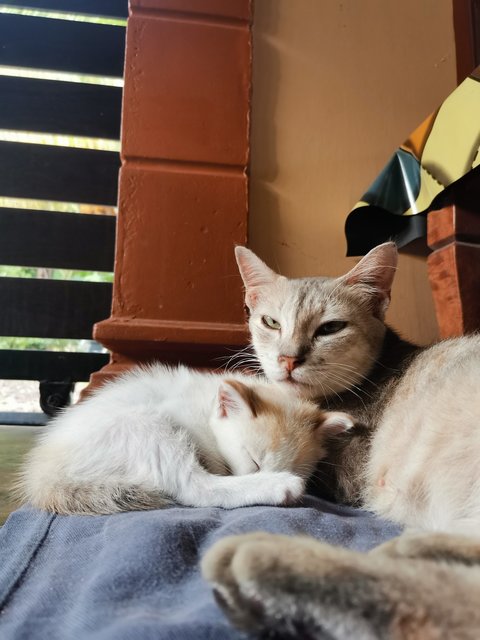 Kelabu (Mother), Kitty  - Calico Cat