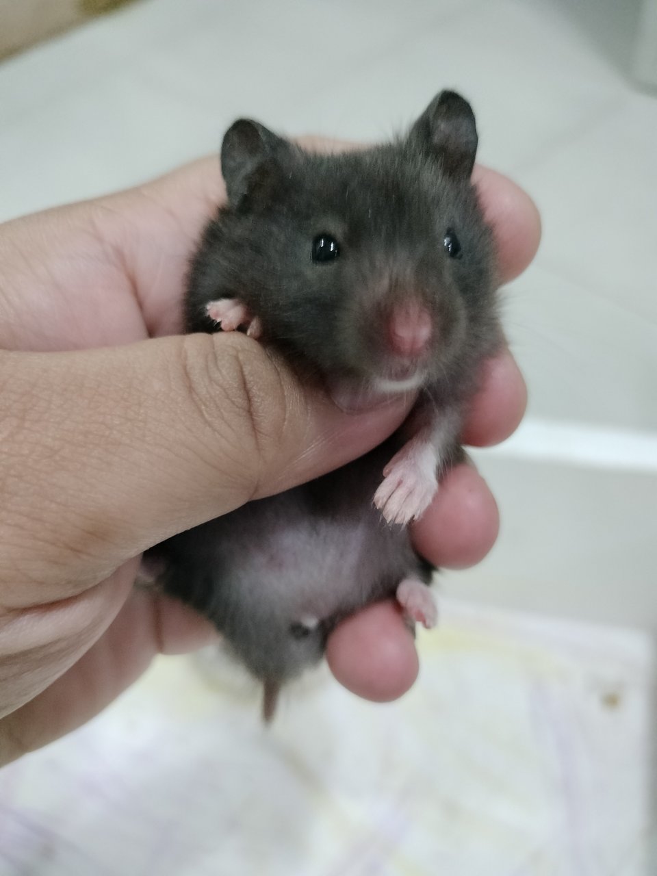 Tam - Syrian / Golden Hamster Hamster