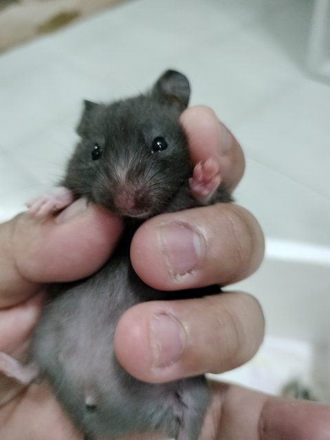 Tam - Syrian / Golden Hamster Hamster