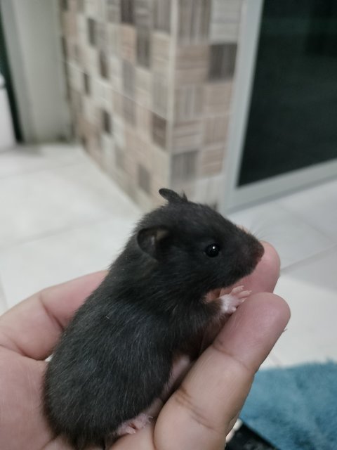 Tam - Syrian / Golden Hamster Hamster