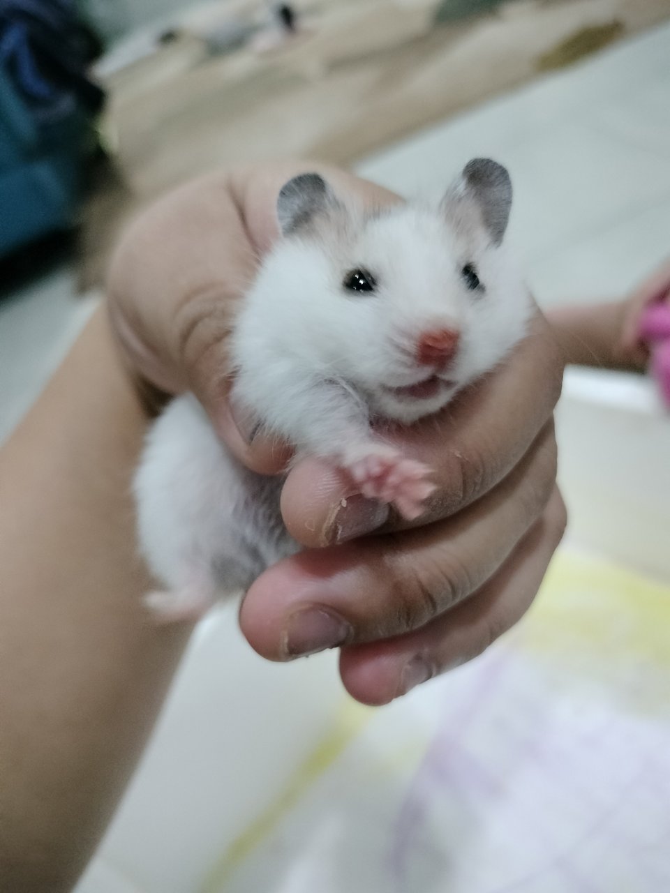 Tompok - Syrian / Golden Hamster Hamster