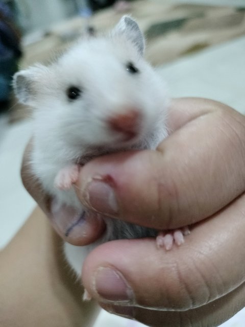 Tompok - Syrian / Golden Hamster Hamster