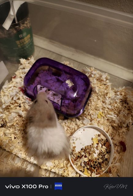 PF134460 - Syrian / Golden Hamster Hamster