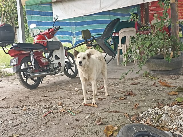 Bushi - Golden Retriever Dog