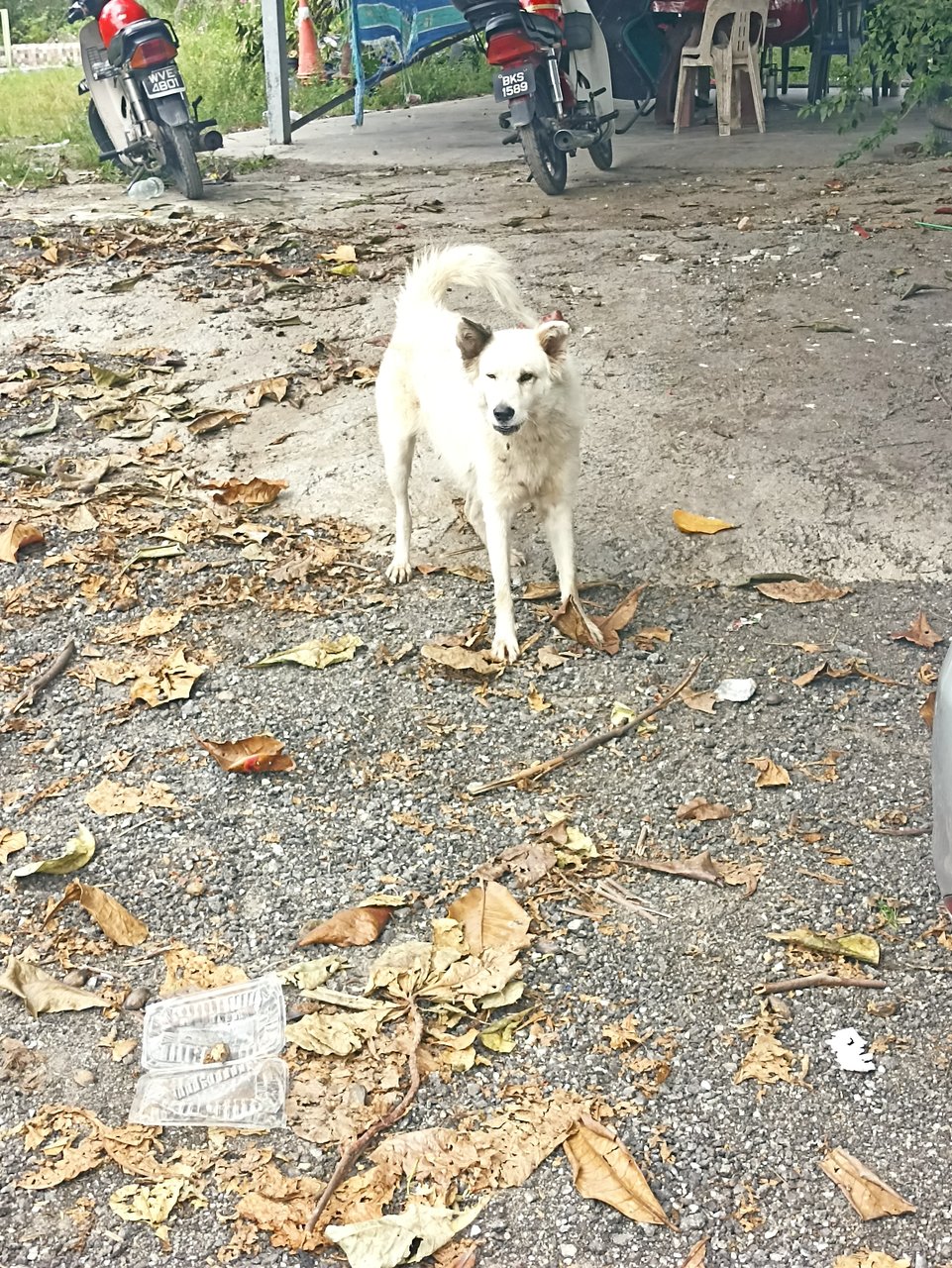 Bushi - Golden Retriever Dog