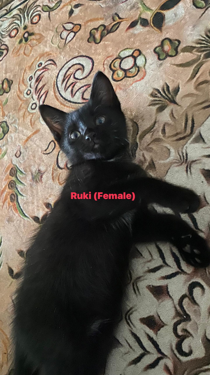 Ruki 🐾 - Bombay + Tuxedo Cat