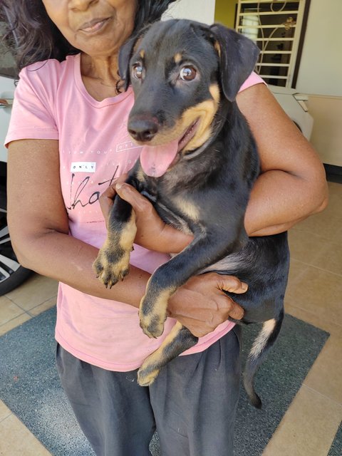 Sunny.  - Doberman Pinscher Mix Dog