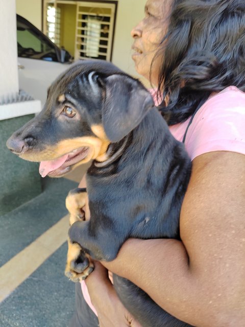 Sunny.  - Doberman Pinscher Mix Dog