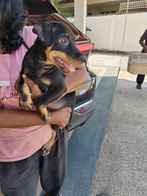 Sunny.  - Doberman Pinscher Mix Dog