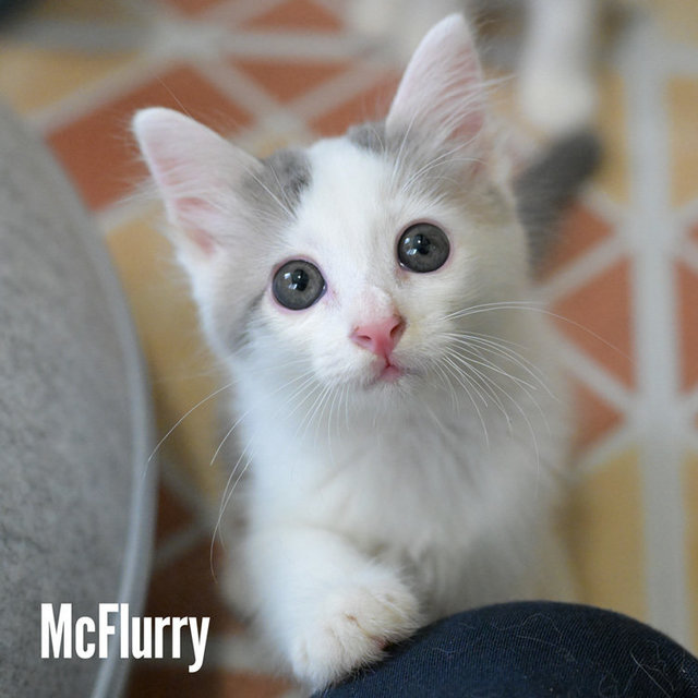 Happy Meal Babies  - Domestic Medium Hair Cat