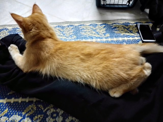 Toyen - Domestic Long Hair Cat