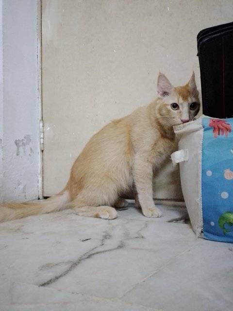 Toyen - Domestic Long Hair Cat