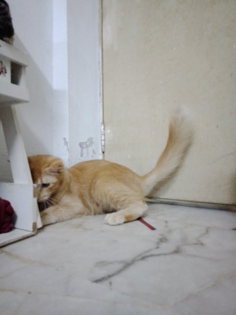 Toyen - Domestic Long Hair Cat