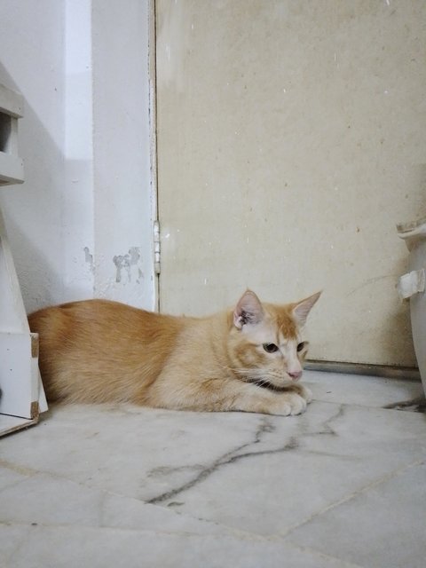 Toyen - Domestic Long Hair Cat